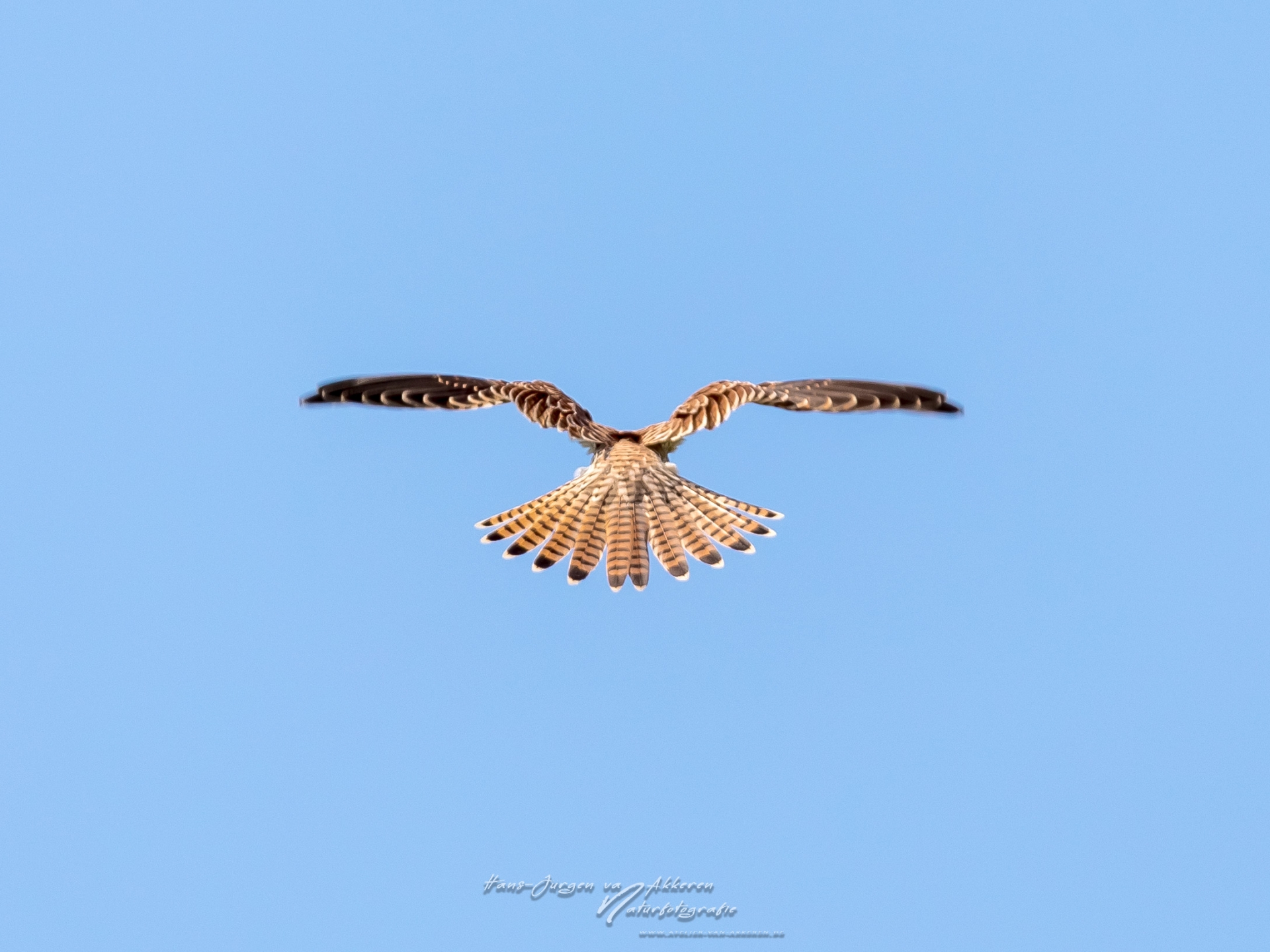 _DM46457 Turmfalke